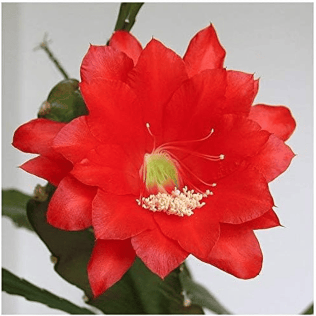 Brahama Kamal Flower Plant Brahama Kamal Flower Plant