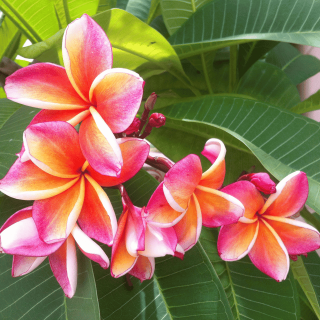 Plumeria Flower Plant
