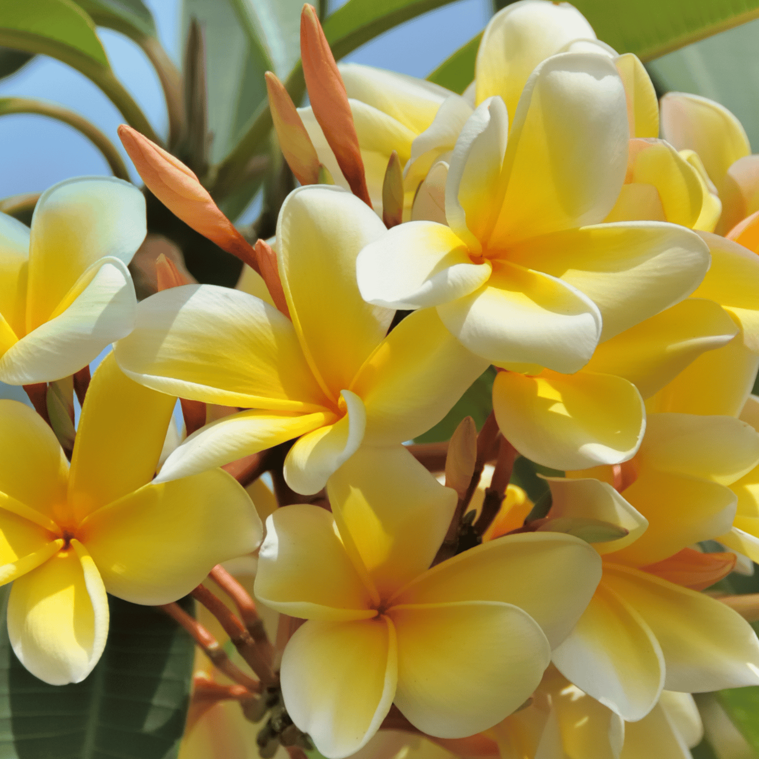Plumeria Flower Plant(Yellow)