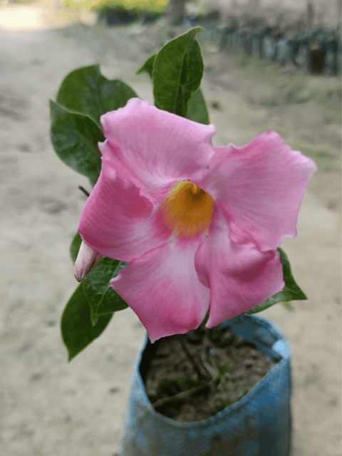 Pink Mandevilla Flower Plant