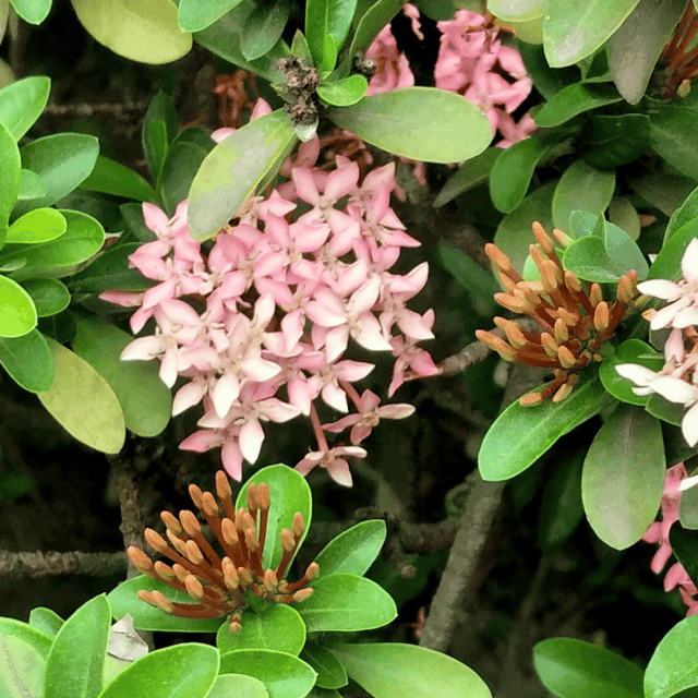 Rangan Flower Plant(Pink) Rangan Flower Plant(Pink)