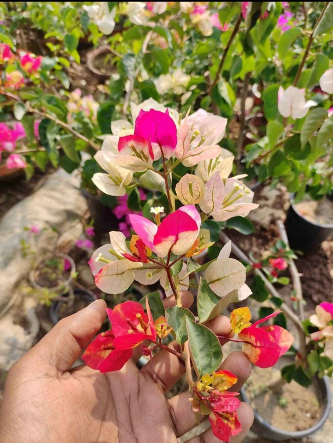 Chitra Bougainvillea Flower Plant