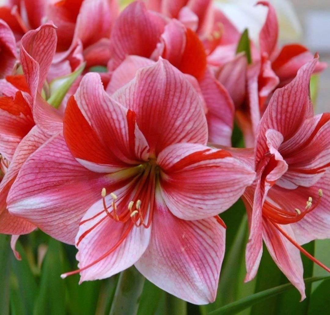 Amaryllis Flower Bulbs(Mix Colour)