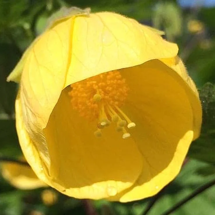 Lantern/Lanthan Hibiscus Flower Plant (Yellow)