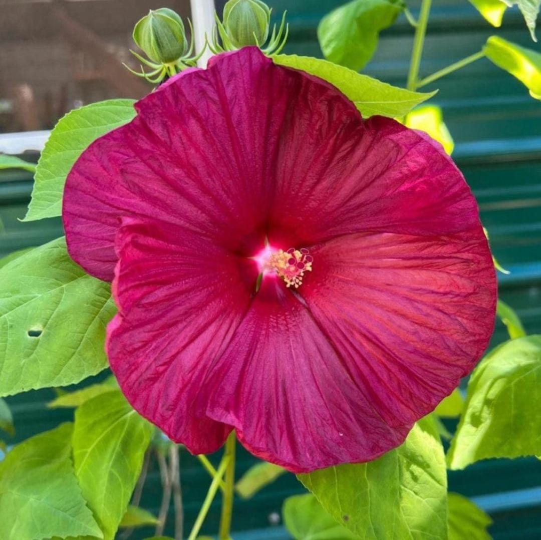 Luna Hibiscus Flower Plant (Red)