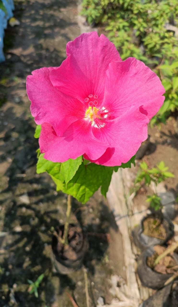Lotus Hibiscus Flower Plant (Pink)
