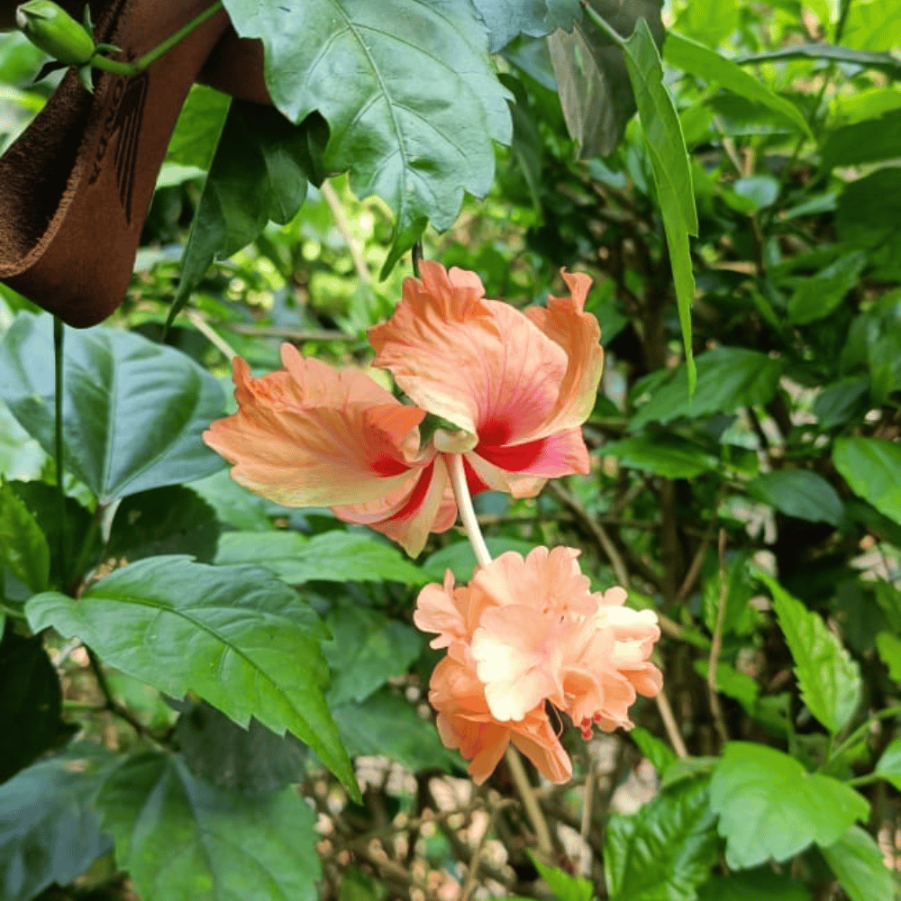 Orange Double Flowering / Jhumka Hibiscus Flower Plant