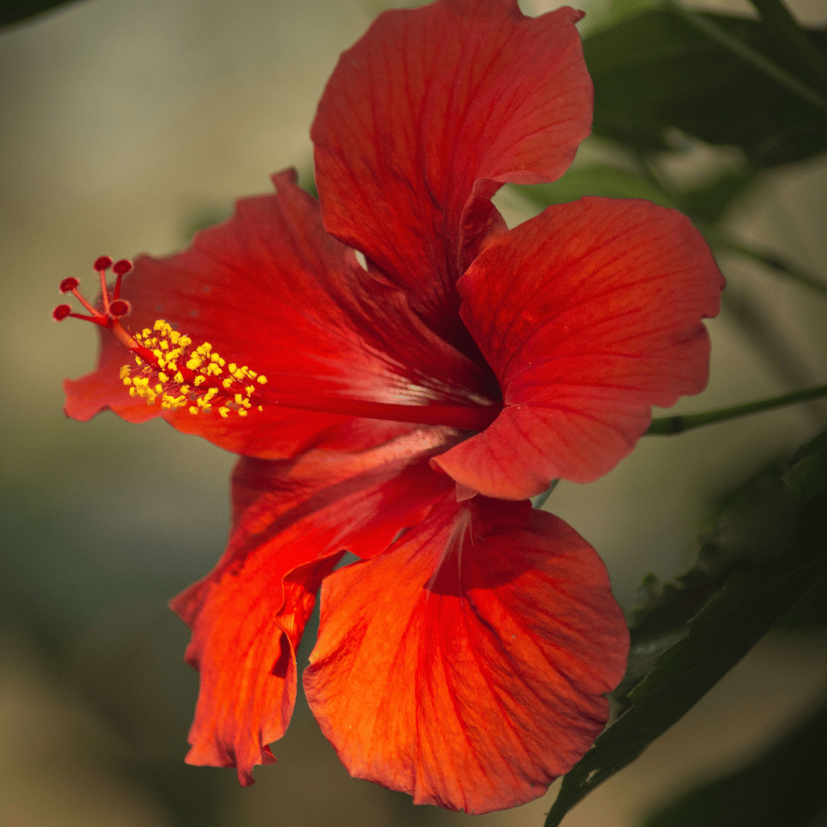 Hybrid Pune Hibiscus Flower Plant