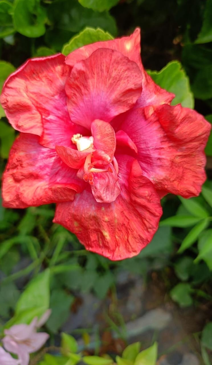 American Hibiscus Flower Plant ( Any Colour)