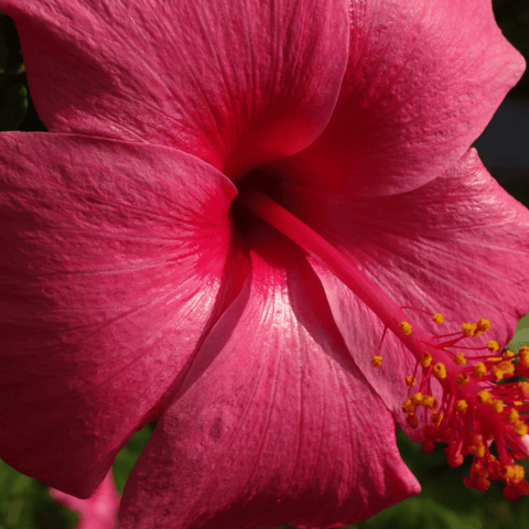 Hibiscus Hibiscus