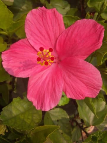 Hibiscus Hibiscus