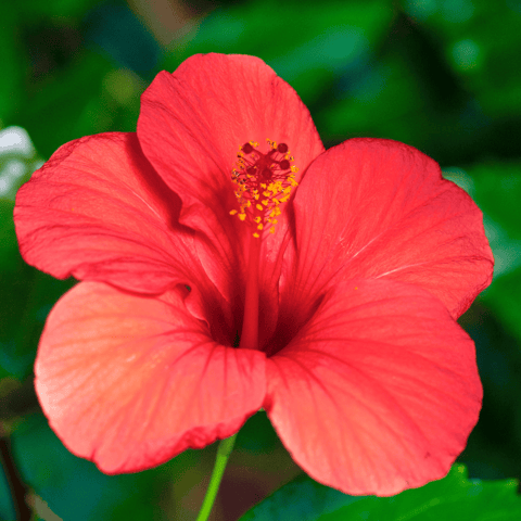 Stringa di Luci a forma di fiore HIBISCUS a corrente