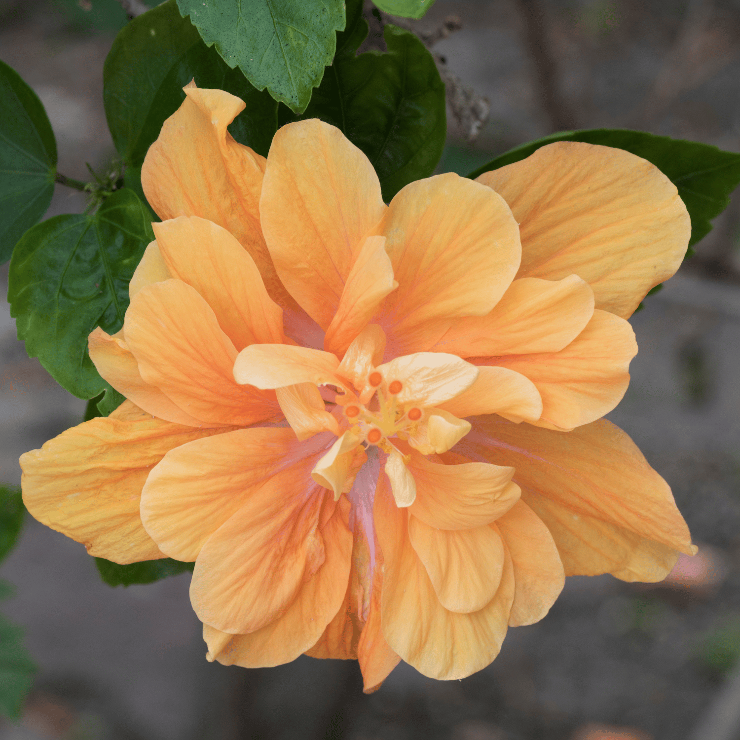 Hybrid Pune Variety Double Petal Hibiscus Flower Plant (Orange)