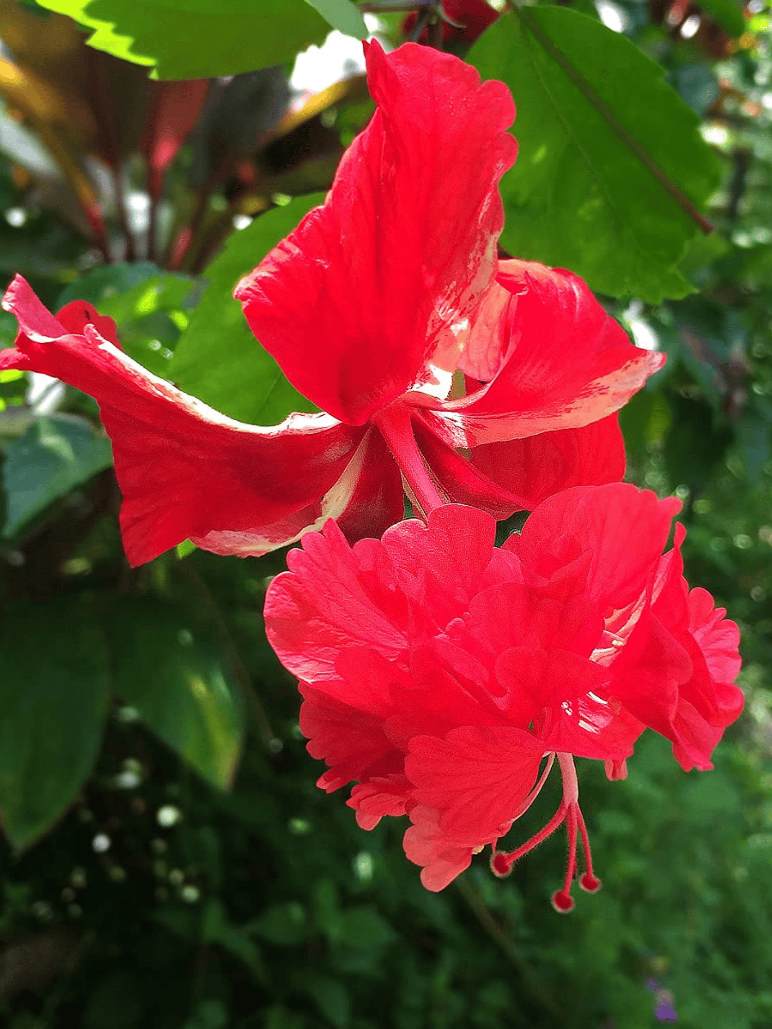 Red Double Flowering / Jhumka Hibiscus Flower Plant