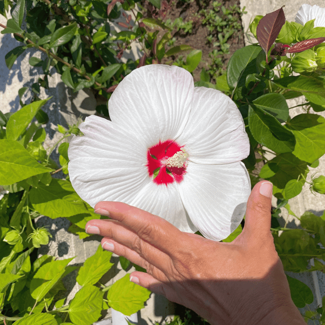 Luna White Hibiscus  Flower Plant