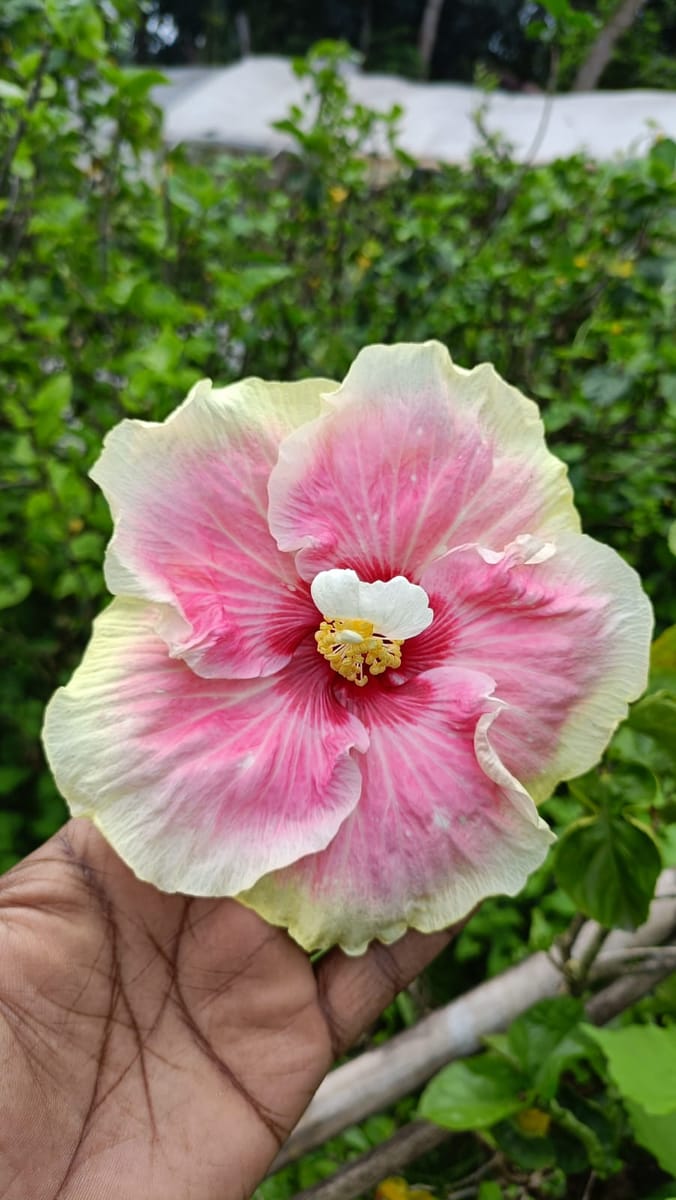 QAUZUY GARDEN 20 Rare Double Pink Orange Hibiscus Seeds