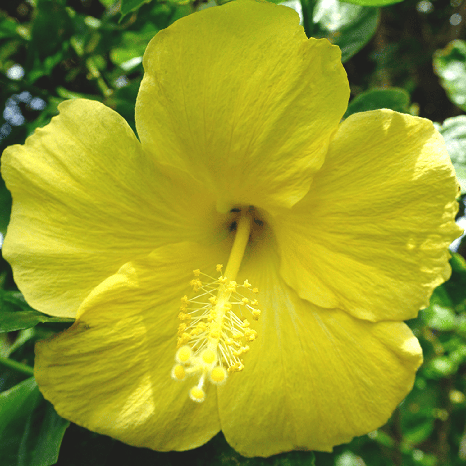 Pune Variety Hibiscus Flower Plant(Yellow)
