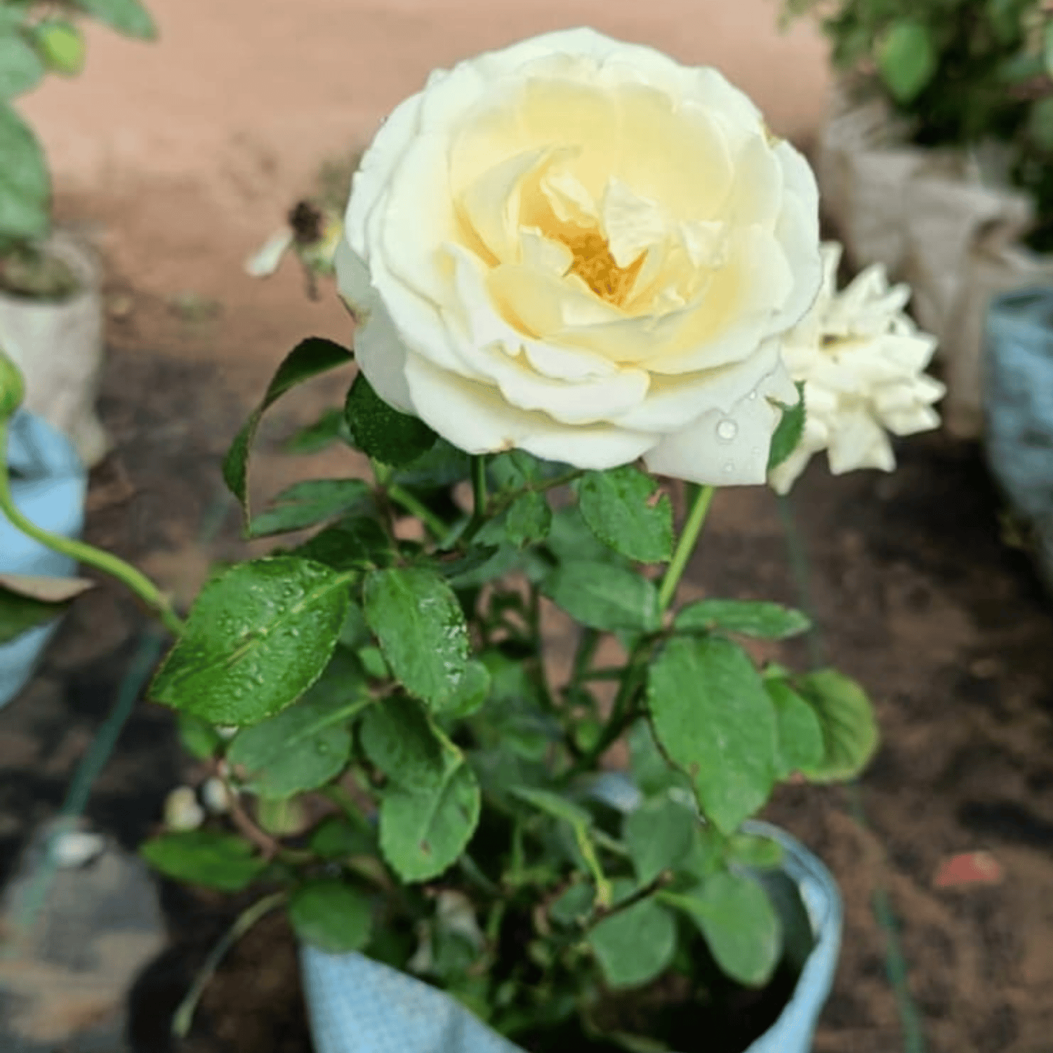 David Austin English Rose Flower Plant (White)