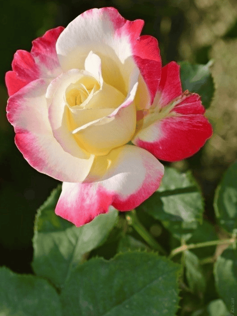 Taj Variety Rose Flower Plant (Any Colour) Taj Variety Rose Flower Plant (Any Colour)