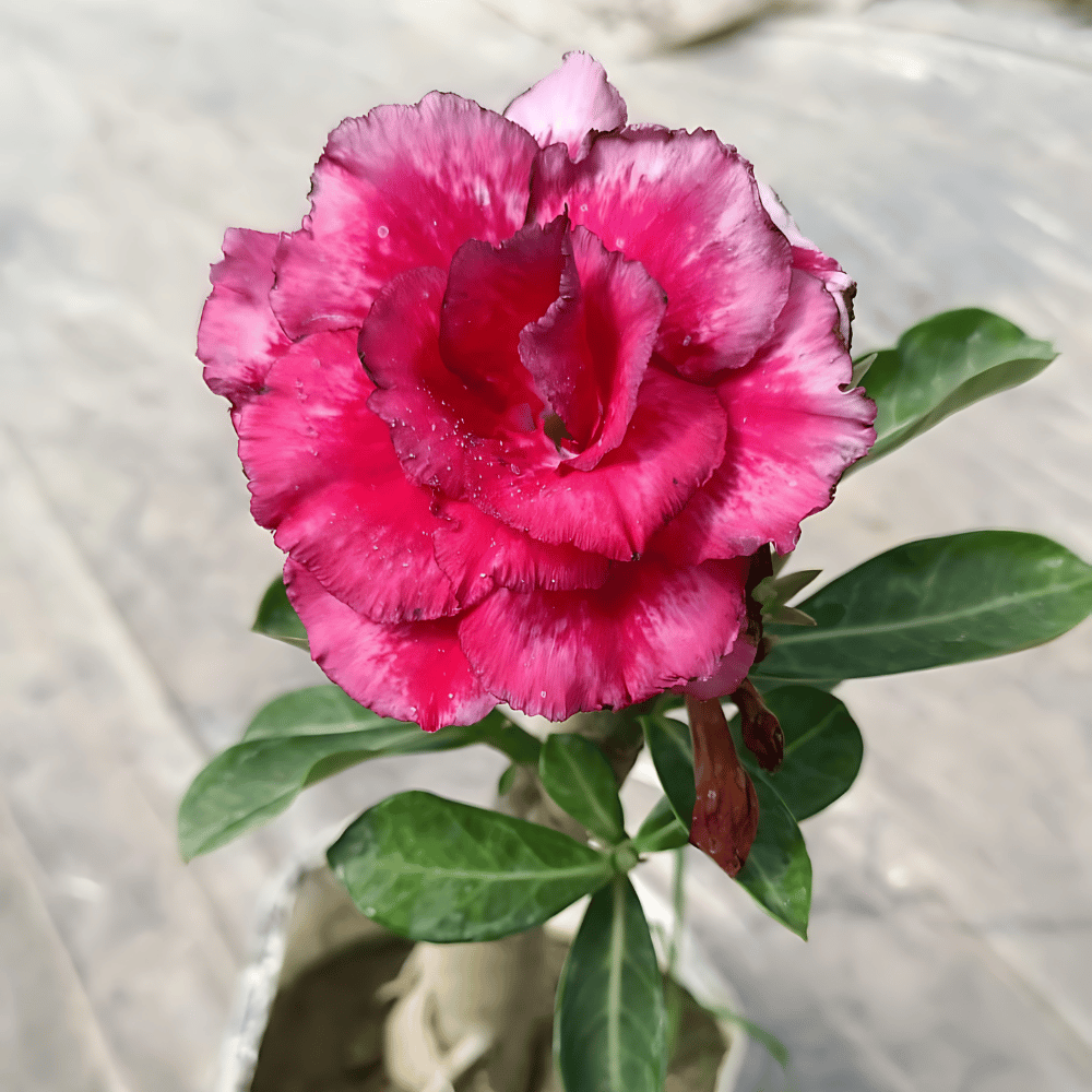 Adenium Flower Plant (Code- G4)