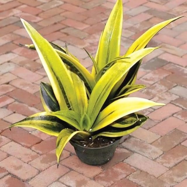 Sansevieria “Gold Flame”