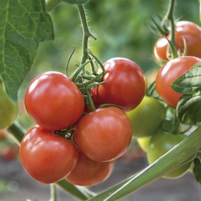 HYBRID TOMATO SEEDS (PACK OF 50 SEEDS )