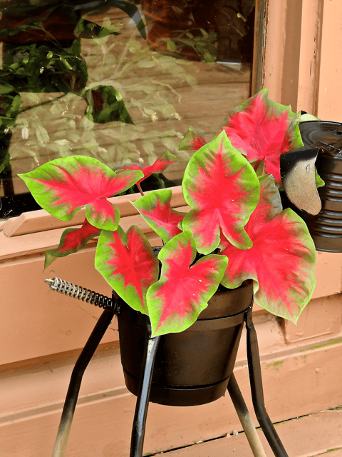 Caladium Bulb Assorted (Set of 3)