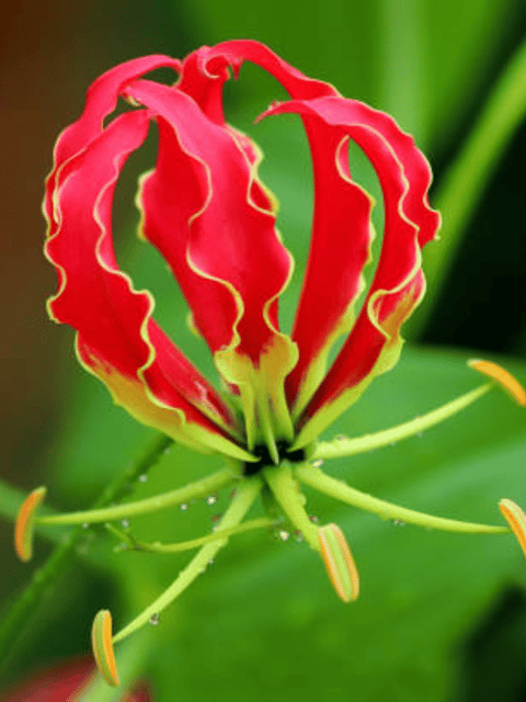 Gloriosa Superba / Flame Lily Flower Bulb (Set of 3)