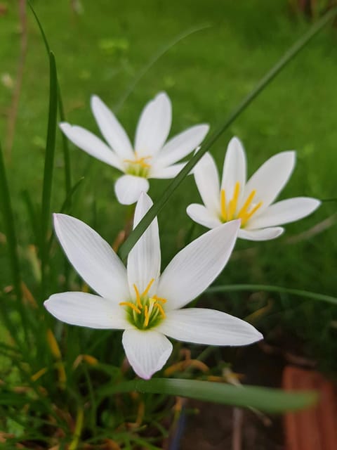 Rain Lily Flower Bulbs White Colour (Set of 10)
