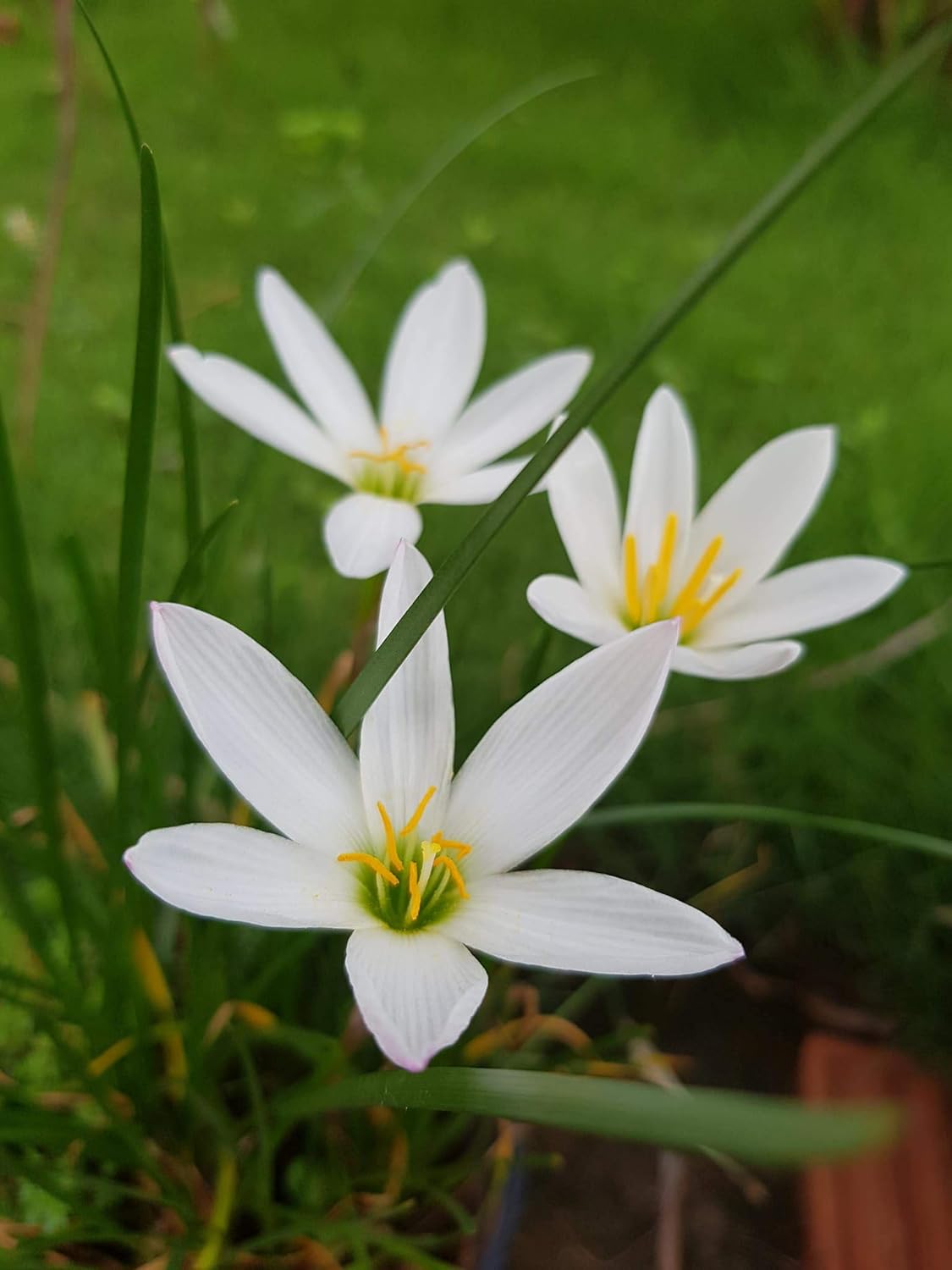 Rain Lily Flower Bulbs White Colour (Set of 10)