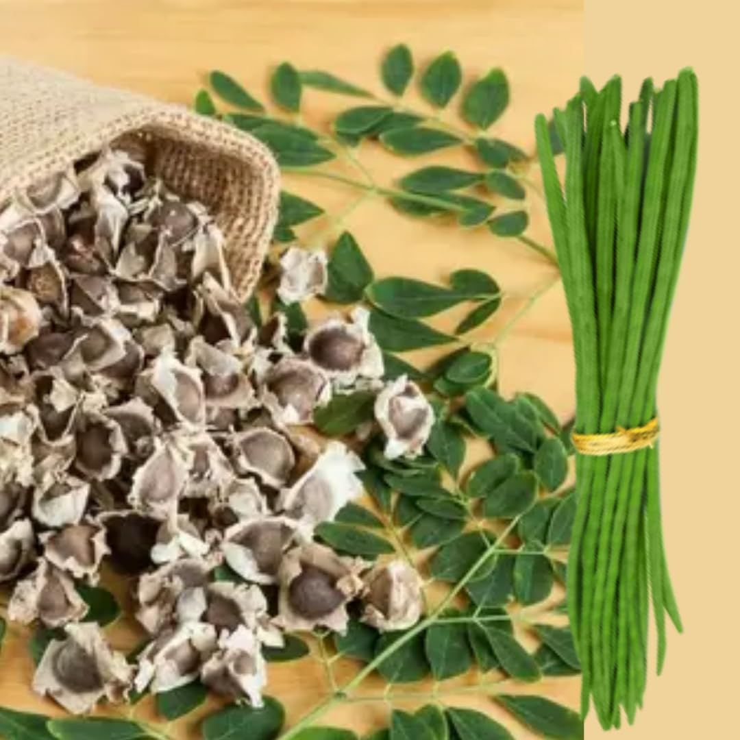 MORINGA DRUM STICKS SAHJAN SEEDS (PACK OF 20 SEEDS )