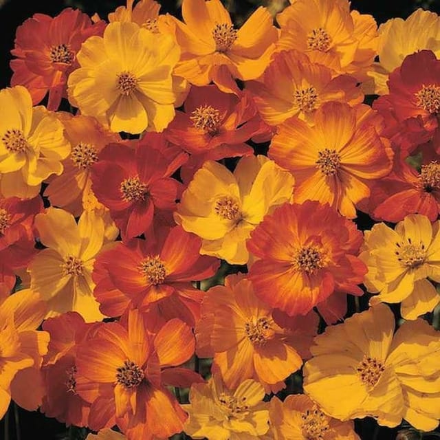 COSMOS ORANGE FLOWER SEEDS (PACK OF 30 SEEDS )