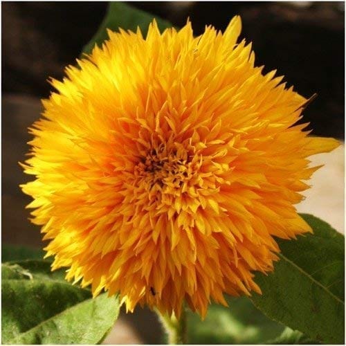 SUNFLOWER TALL SUNGOLD  FLOWER SEEDS (PACK OF 30 SEEDS )
