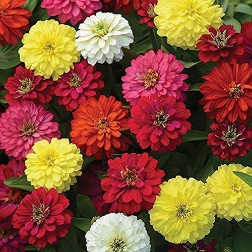 ZINNIA DOUBLE MIXED  FLOWER SEEDS (PACK OF 30 SEEDS )