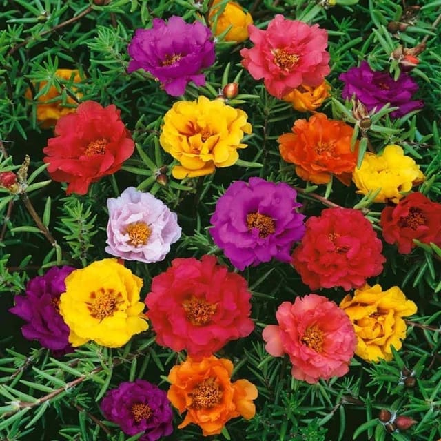 PORTULACA RAIBOW  MIXED FLOWER SEEDS (PACK OF 100 SEEDS )