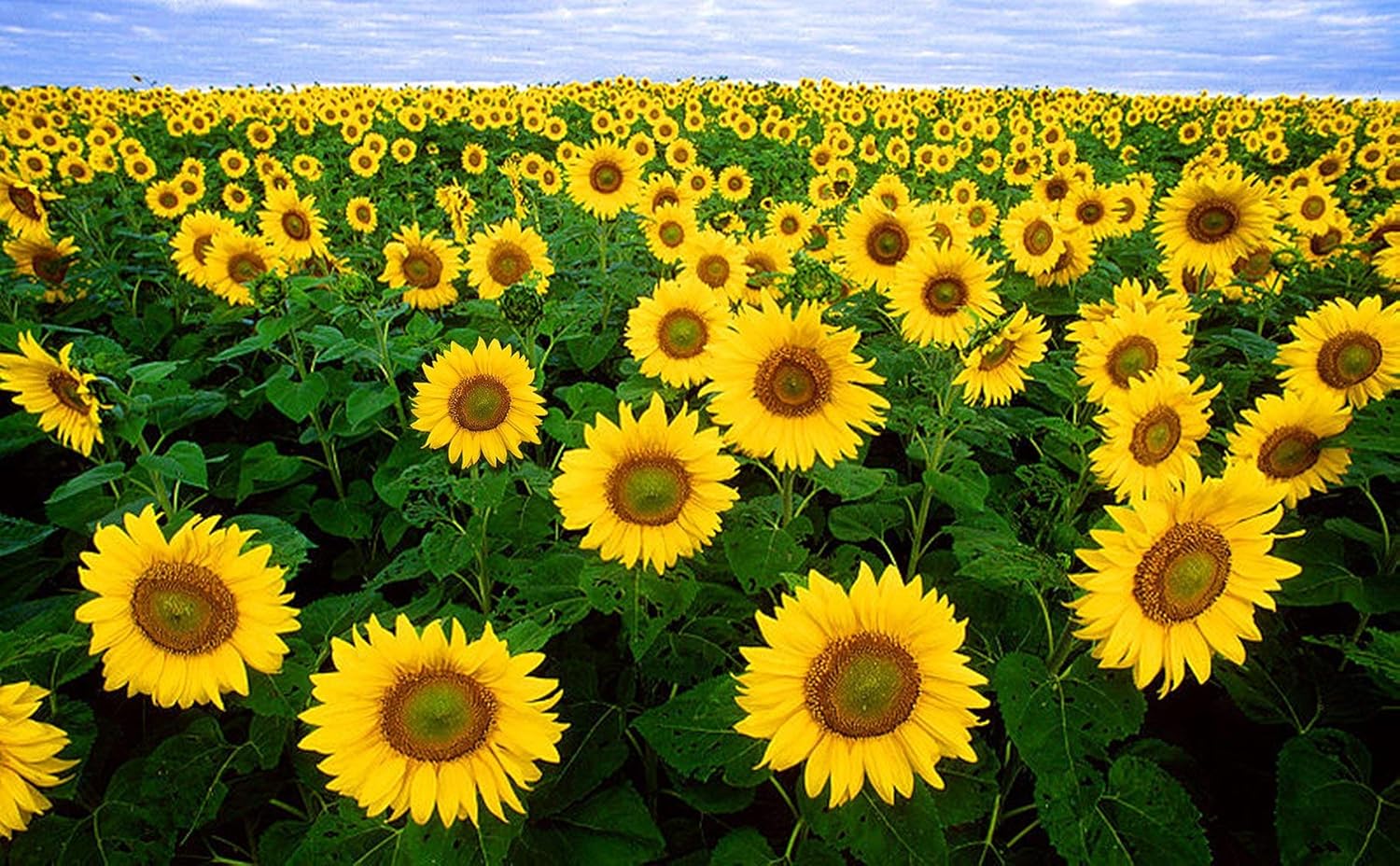 SUNLOWER SINGLE MINIATURE  FLOWER SEEDS (PACK OF 30 SEEDS )