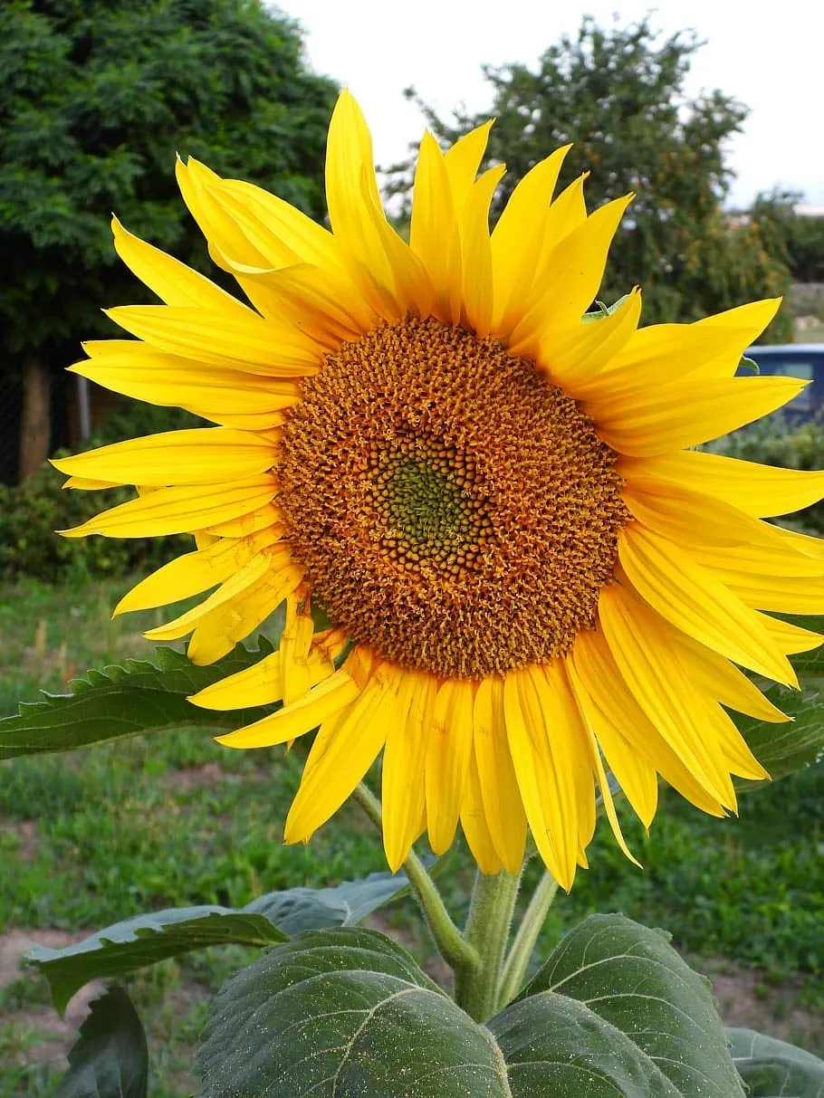 SUNFLOWER TALL RUSSIAN FLOWER SEEDS (PACK OF 20 SEEDS )