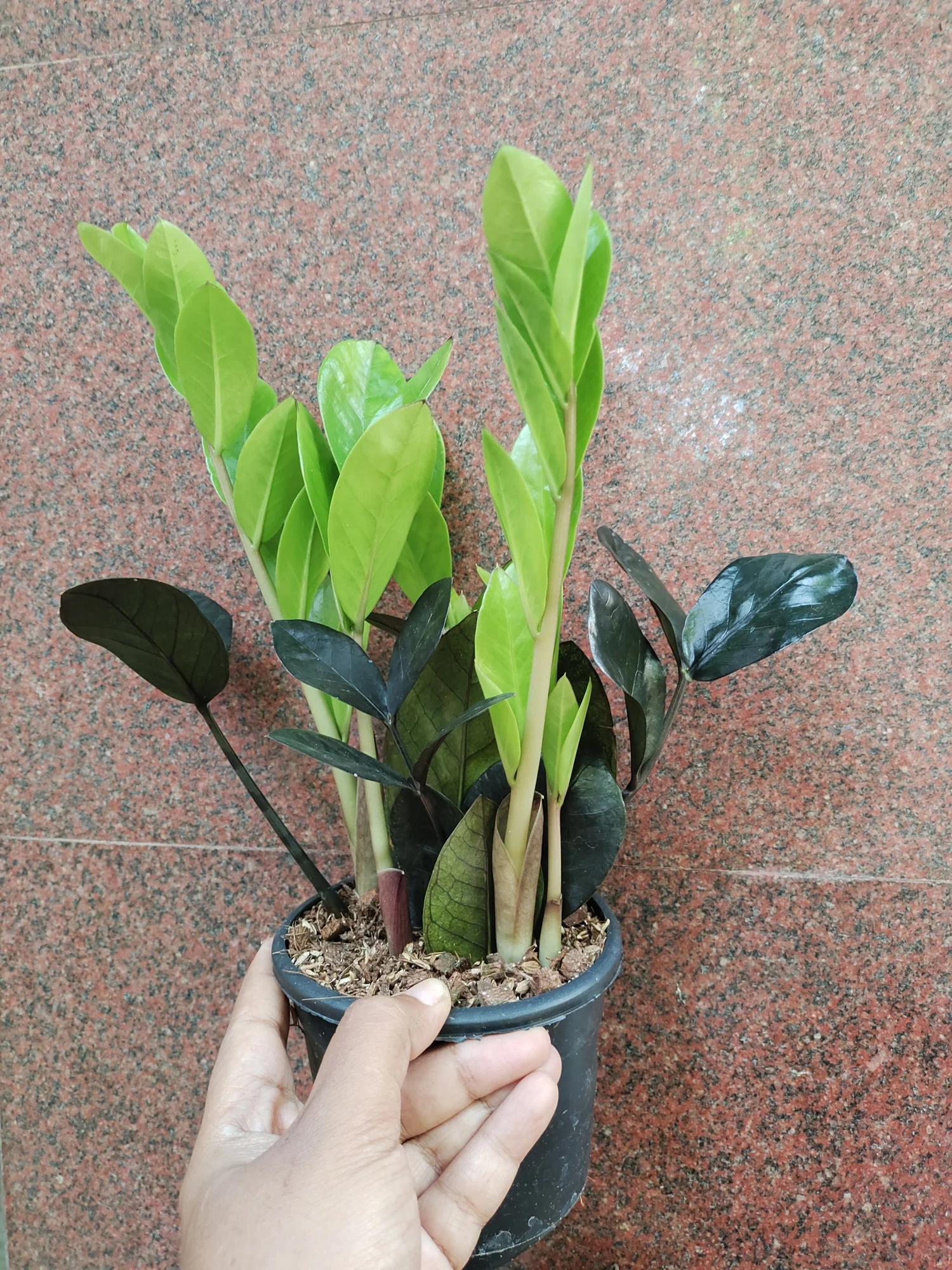 Black ZZ - Zamioculcas zamiifolia "Raven"