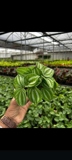 Peperomia Watermelon Plant