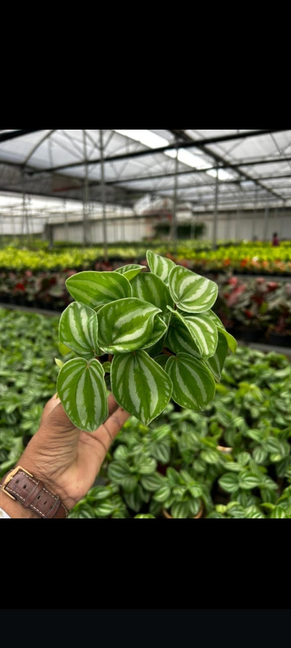 Peperomia Watermelon Plant