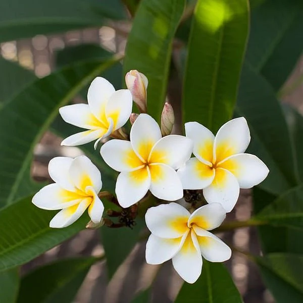 Champa (Plumeria White) Plant