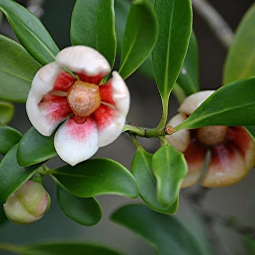 Clusia Rosea (Red) Plant