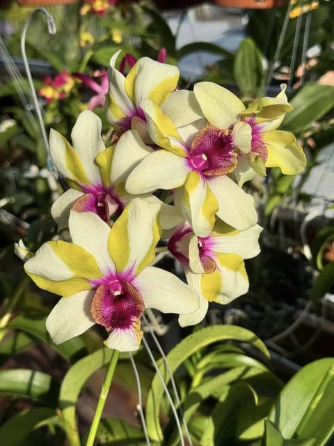 Dendrobium Nopporn Star Bright