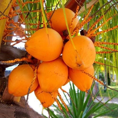 Dwarf Yellow Coconut Plant