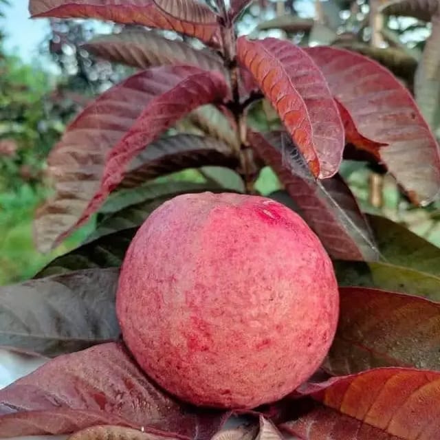 Black Diamond Guava Plant