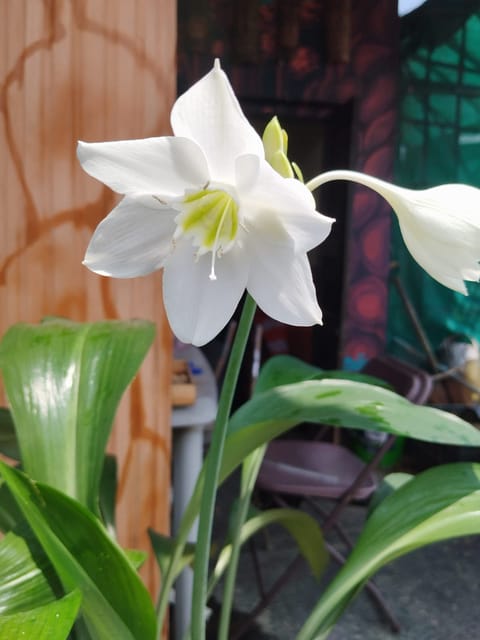 Amazon Lily - Eucharis amazonica