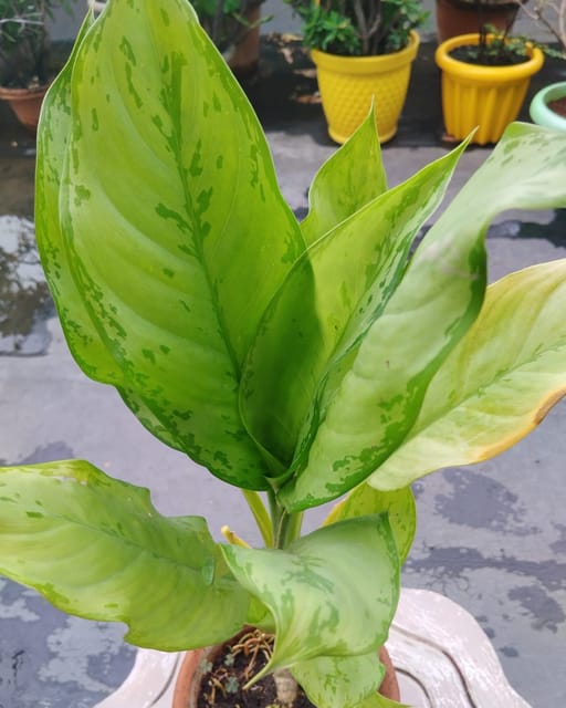 Aglaonema Chinese Green Plant
