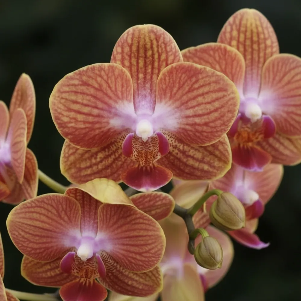 Phalaenopsis Sunset Stripe