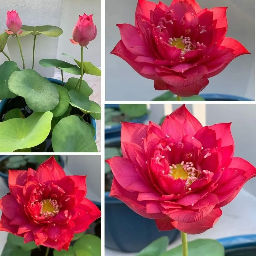 Bowl Lotus Love Beat Tuber