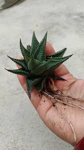 Decorative Haworthia Luthia Succulent for Home & Office